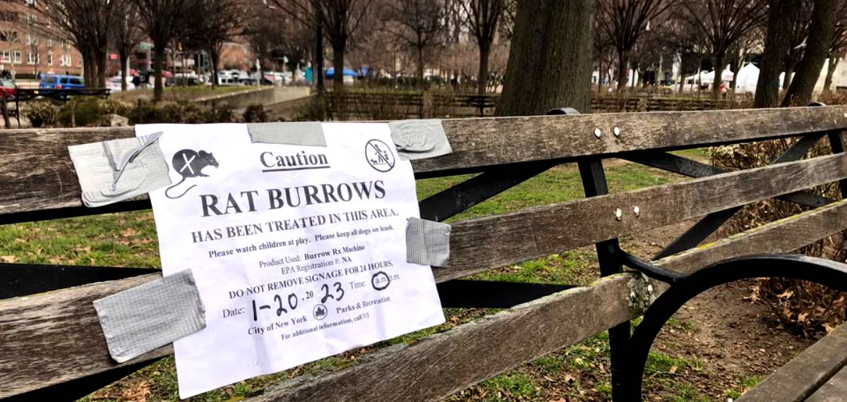 experts estimate that between 500,000 and 2 million rats are currently roaming New York City alone