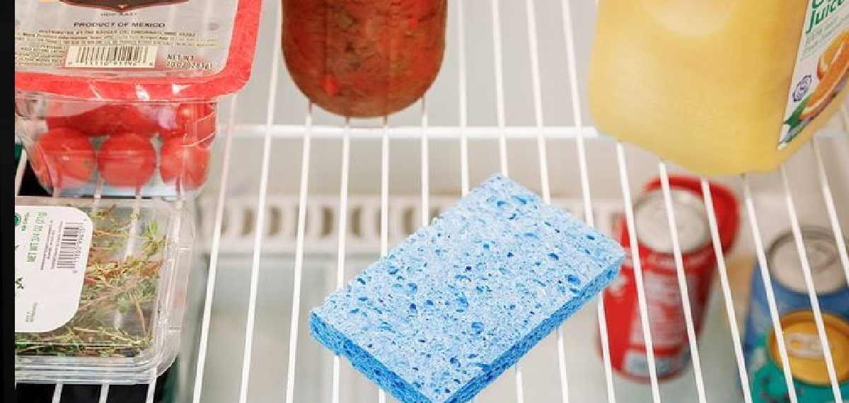 Sponge in a fridge