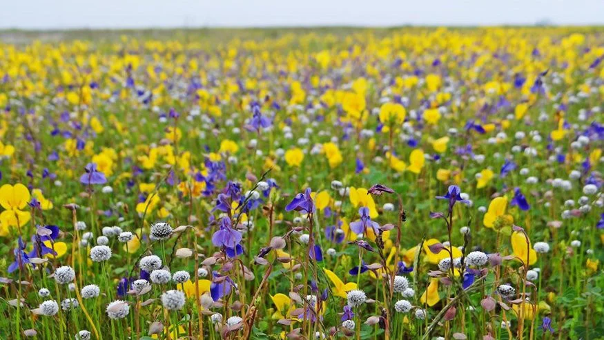 Kaas plateau