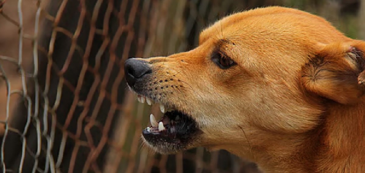തിരുവല്ലയില് എസ്ഐആര് ഫോം നല്കാന് വീട്ടിലെത്തിയ ബിഎല്ഒയെ വളര്ത്തുനായ കടിച്ചു