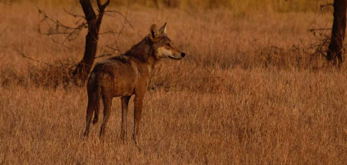 Northern brown Wolf