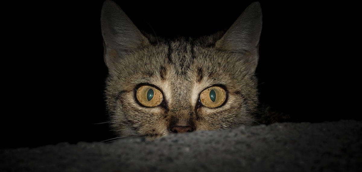 ഓറിയോ നീ എവിടെ?…; തമിഴ്നാട്ടിൽ നിന്ന് മോഷണംപോയ പൂച്ചയെത്തേടി ഉടമസ്ഥർ കോട്ടയത്ത്