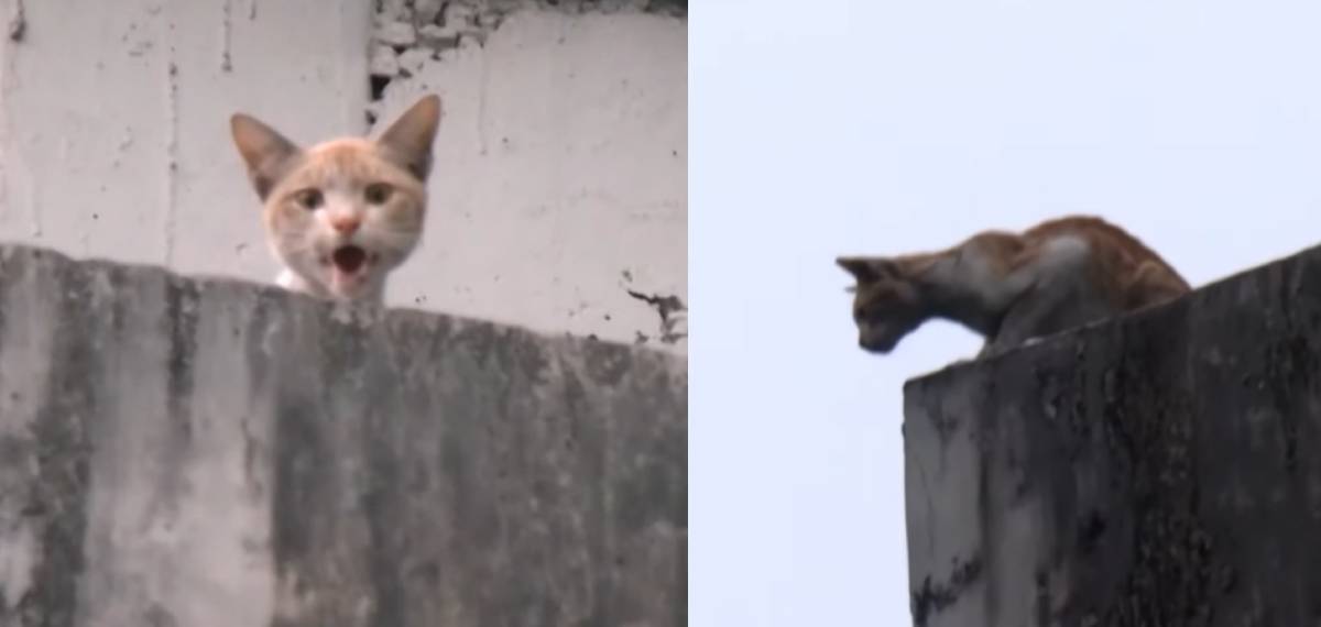 'ഓപ്പറേഷൻ മ്യാവു'; കൊച്ചി മെട്രോ പില്ലറിൽ കുടുങ്ങി പൂച്ച, രക്ഷാപ്രവർത്തനം തുടരുന്നു;മെട്രോ സർവ്വീസ് നിർത്തി