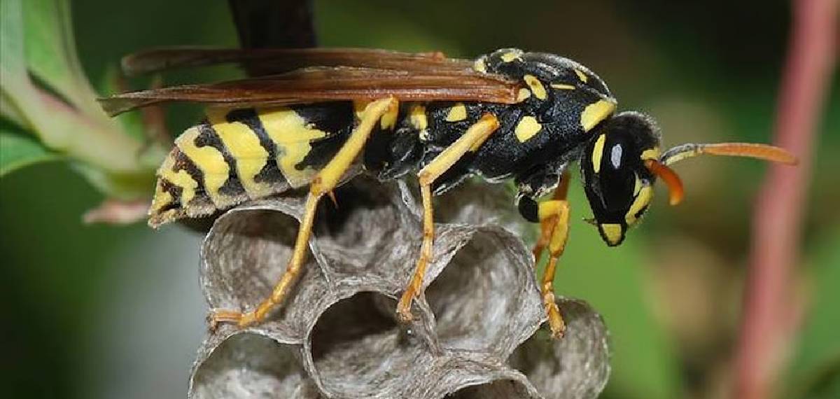 പാലക്കാട് വീണ്ടും കടന്നൽ ആക്രമണം; വീട്ടമ്മയ്ക്ക് ഗുരുതര പരിക്ക്, ആശുപത്രിയിൽ പ്രവേശിപ്പിച്ചു