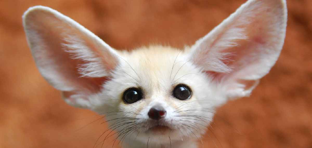 വല്ലാത്ത ക്യൂട്ടേഷ് തന്നെ… ലോകത്തിലെ ഏറ്റവും ക്യൂട്ടായ മൃഗങ്ങളെ കണ്ടാലോ ?