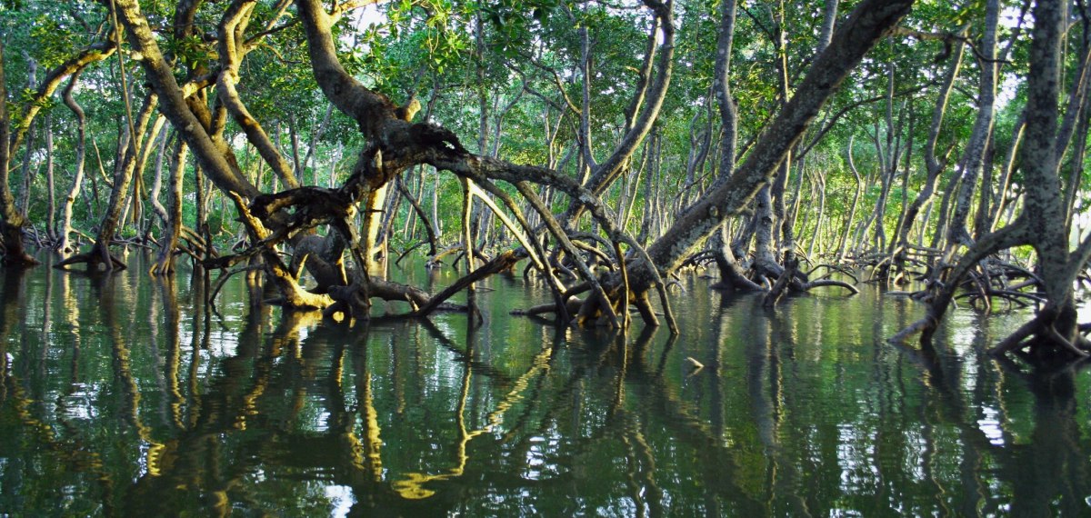 അറേബ്യൻ ഗൾഫ് മേഖലയിലെ കണ്ടൽ ആവാസവ്യവസ്ഥകളുടെ സംരക്ഷണം; പദ്ധതിയുമായി അബുദാബി