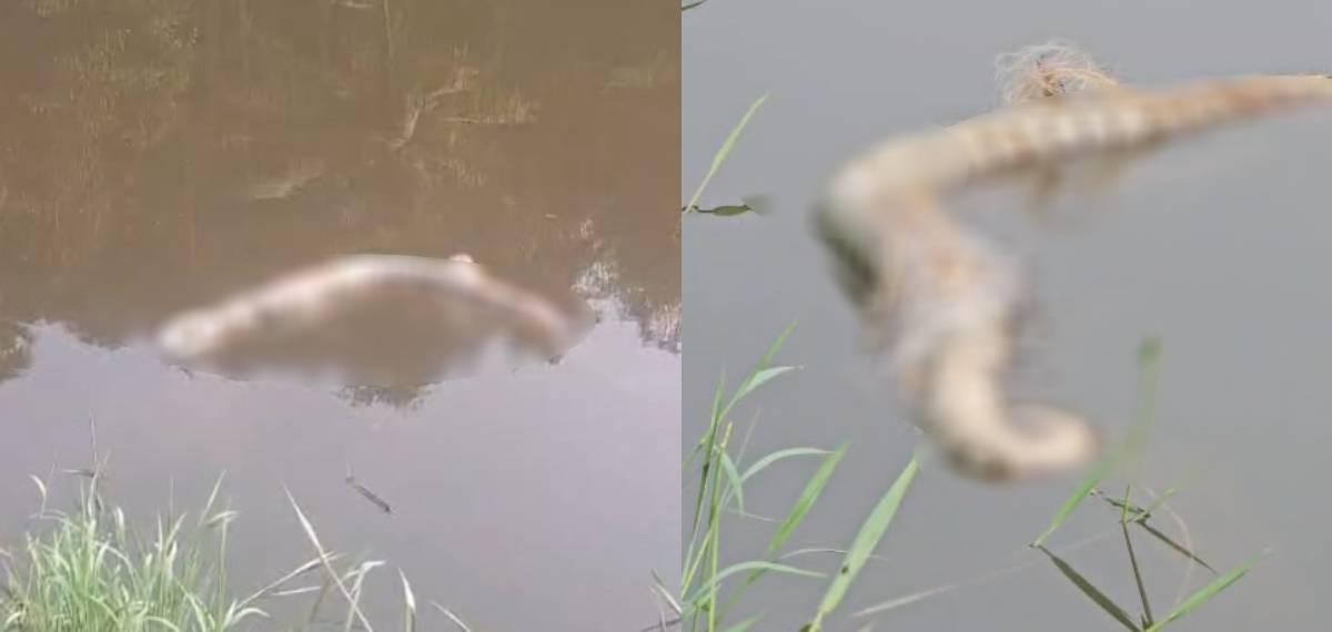 പെരിയാറിൽ പെരുമ്പാമ്പുകൾ ചത്ത് പൊങ്ങി; വനം വകുപ്പ് ഉദ്യോഗസ്ഥർ സ്ഥലത്തെത്തി പരിശോധന ആരംഭിച്ചു