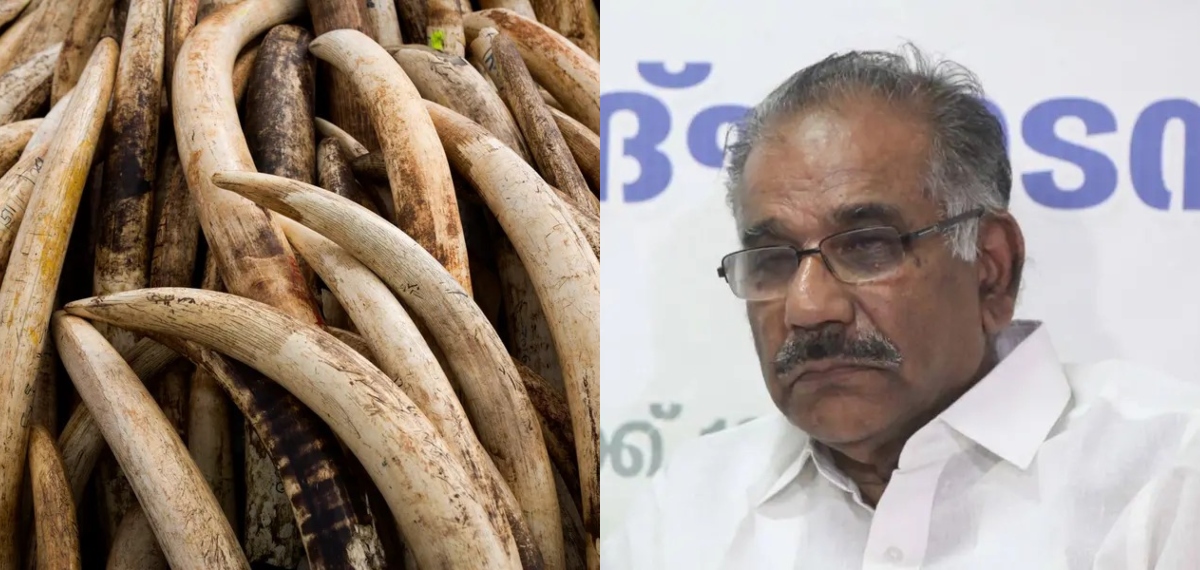 260 കോടി രൂപയുടെ ആനക്കൊമ്പുകള്‍ ആദ്യം കത്തിക്കും; ചാരം വില്‍ക്കാന്‍ ആലോചിച്ച് സര്‍ക്കാര്‍