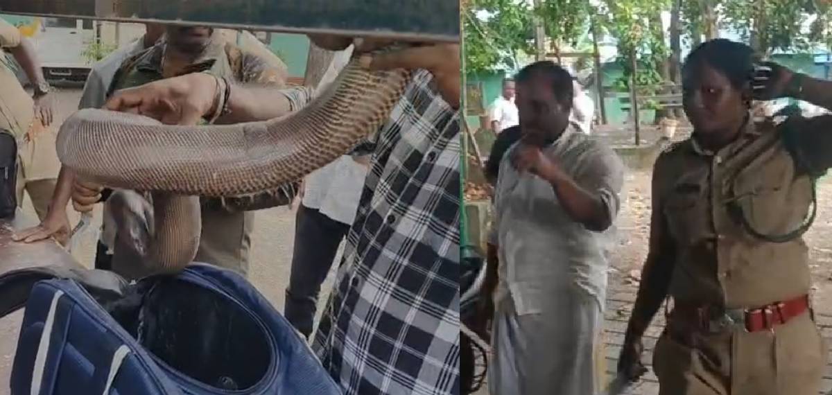 കൊല്ലത്ത് ലക്ഷങ്ങൾ വിലമതിക്കുന്ന ഇരുതല മൂരിയുമായി കോൺഗ്രസ് നേതാവ് ഉൾപ്പെടെ അഞ്ച് പേർ പിടിയിൽ