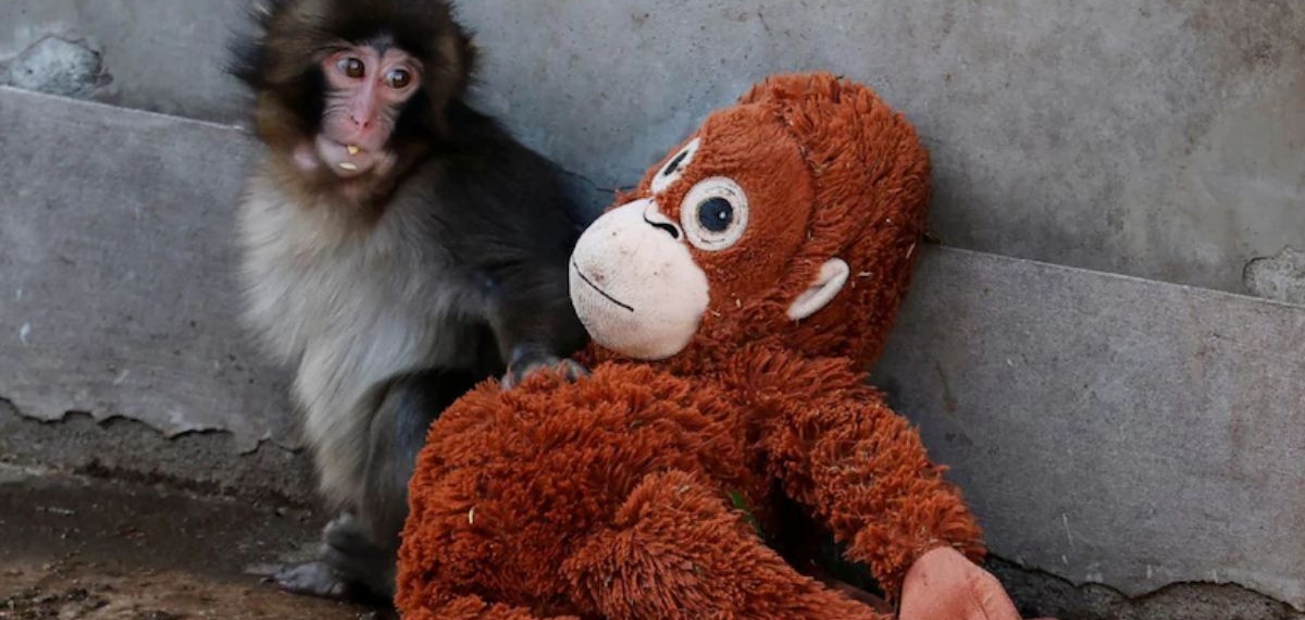 പഞ്ച് കുട്ടിക്കുരങ്ങിന്റെ പാവ: ഒറാങ്ങുട്ടാൻ പാവയുടെ വില കുത്തനെ കൂടി; ഞെട്ടലോടെ വിപണി