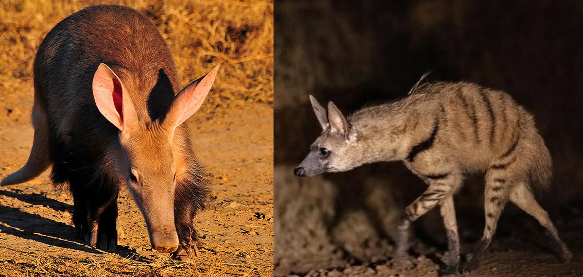 aardvark and aardwolf