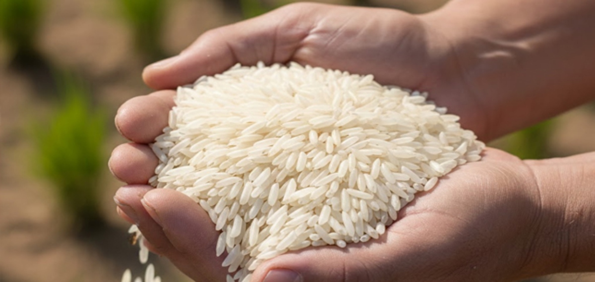 ഇറാൻ-ഇസ്രയേൽ,യുഎസ് സംഘർഷത്തിൽ വെട്ടിലായി ഇന്ത്യൻ അരി വ്യാപാരികൾ;ബസ്മതി അരിയുടെ കയറ്റുമതി ത്രിശങ്കുവിലാകുമോ?