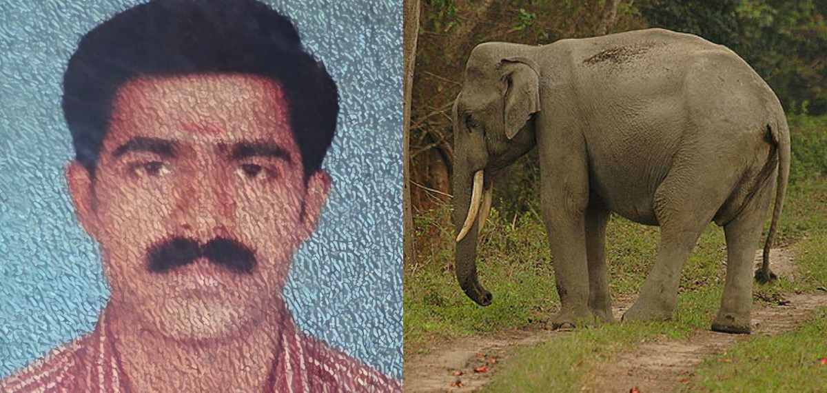 രാജീവിന്റെ മരണം കാട്ടാന ആക്രമണത്തിൽ; നട്ടെല്ലിനും ഇടുപ്പെല്ലിനും ക്ഷതം, ആന്തരിക രക്തസ്രാവം മരണകാരണമായി