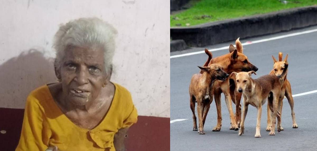 കിടപ്പുരോഗിയായ വയോധികയെ തെരുവ് നായ വീട്ടിൽ കയറി കടിച്ചുകൊന്നു; മാനസിക വെല്ലുവിളി നേരിടുന്ന മകന് ഗുരുതര പരിക്ക്