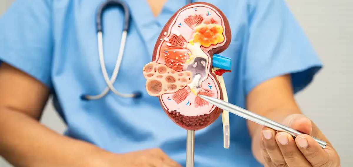 kidney health