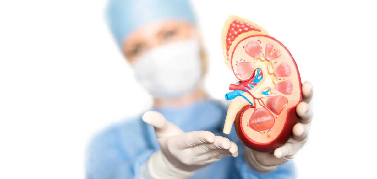 നിങ്ങളുടെ വൃക്ക ആരോഗ്യമുള്ളതാണോ?; അറിയേണ്ടതെല്ലാം