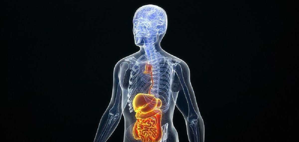 organ stops first when you die