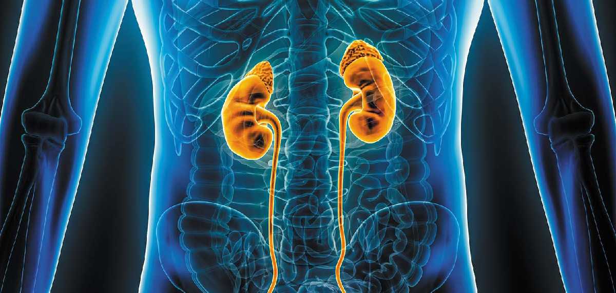  live a normal life even without some organs