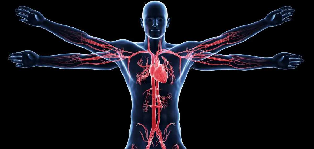  live a normal life even without some organs