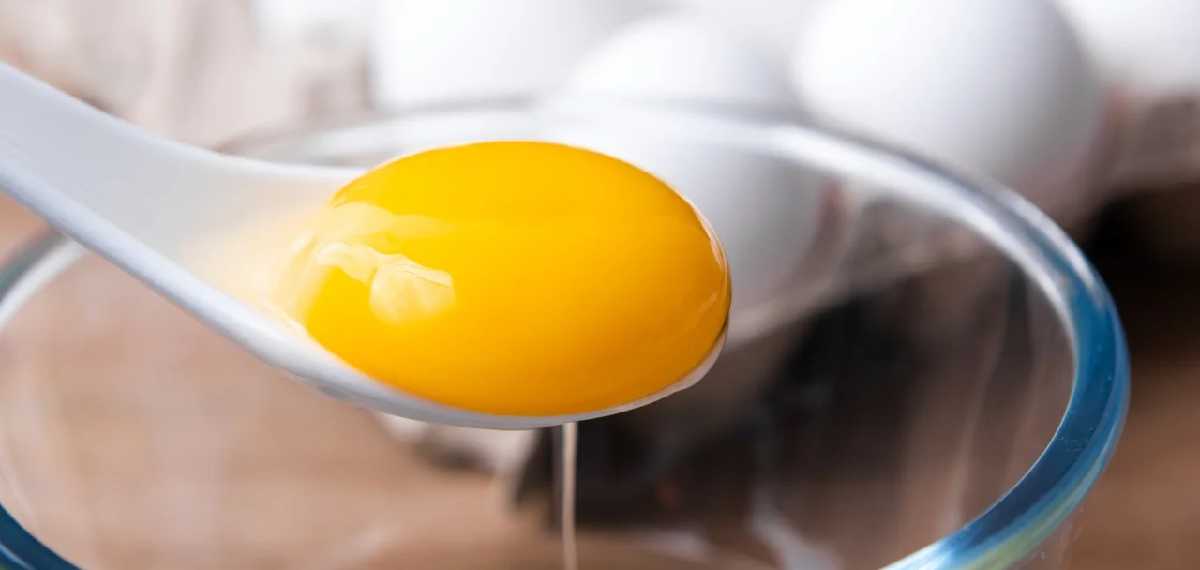 egg yolks
