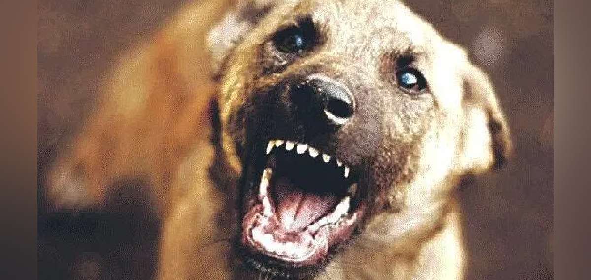 പത്തനംതിട്ടയില്‍ എല്‍കെജി വിദ്യാര്‍ത്ഥികളായ ഇരട്ടക്കുട്ടികളെ തെരുവുനായ ആക്രമിച്ചു