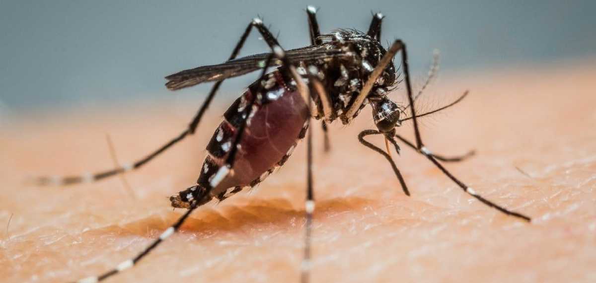 mosquitoes-favorite-blood-type