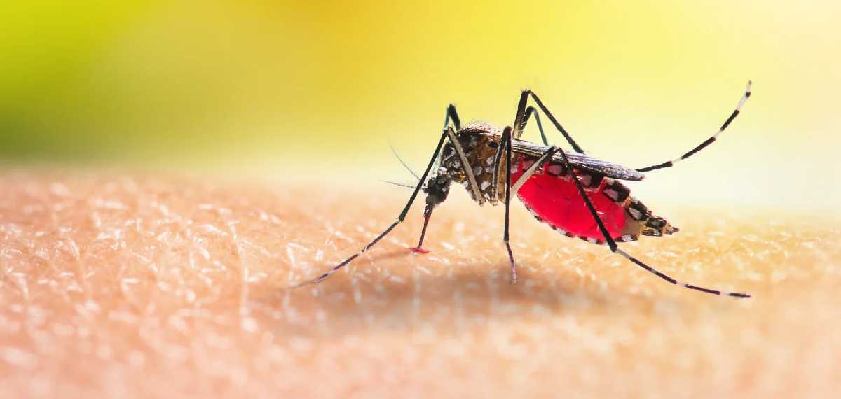 mosquitoes-favorite-blood-type