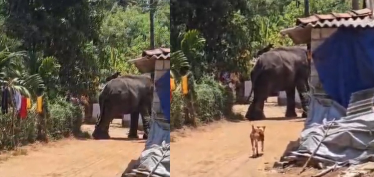 പാലക്കാട് കോങ്ങാട് ക്ഷേത്ര ഉത്സവത്തിനിടെ ആനയിടഞ്ഞു; പാപ്പാനെ ചവിട്ടിക്കൊന്നു