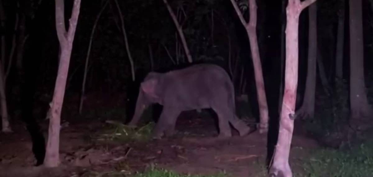 തീറ്റ കൊടുക്കുന്നതിനിടെ ആന കുത്തിയ സംഭവം; ഗുരുതരമായി പരിക്കേറ്റ പാപ്പാന്‍ മരിച്ചു