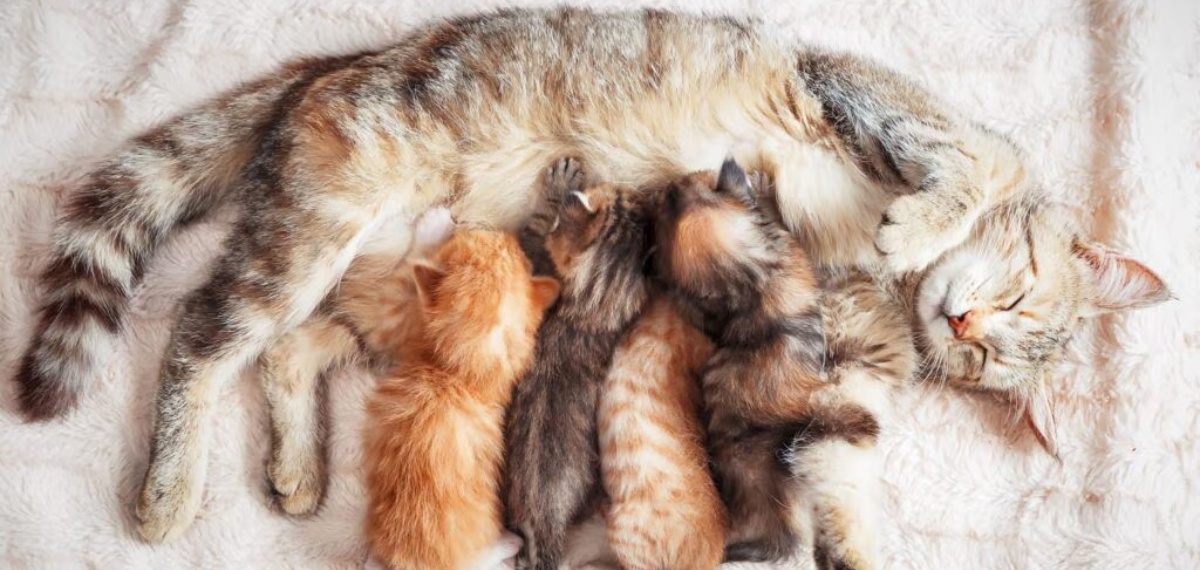 'നിന്റെ പൂച്ച എന്റെ പൂച്ചയെ ഗർഭിണിയാക്കി'; ഉടമകൾ തമ്മിൽ മുട്ടൻ തല്ല്; സംഭവം ബെംഗളൂരുവിൽ