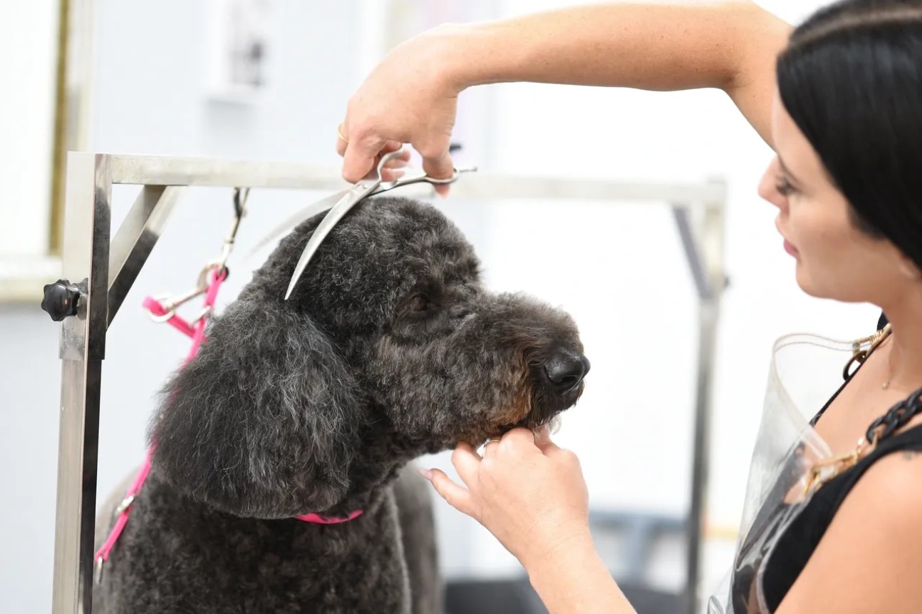 Dog grooming