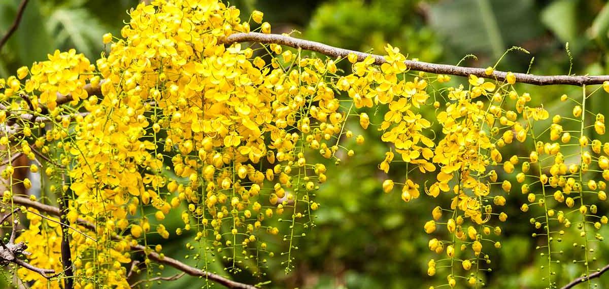 വിഷുക്കണി കാണിക്കാൻ എത്തിയ കുട്ടികൾക്ക് നേരെ എയർ ​ഗൺ ചൂണ്ടി; യുവാവ് അറസ്റ്റിൽ