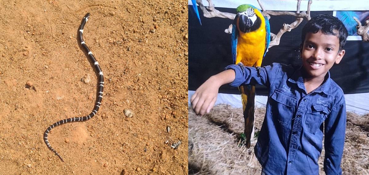 തലയണയുടെ അടിയില്‍ പാമ്പ്; തൃശ്ശൂരില്‍ കടിയേറ്റ് എട്ടുവയസുകാരന് ദാരുണാന്ത്യം, സഹോദരന്റെ നില ഗുരുതരം,