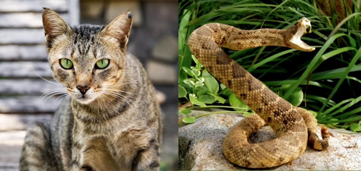 360°യില്‍ തിരിയാന്‍ അണലിയെ സമ്മതിക്കാതെ തള്ളപ്പൂച്ച, കൂടെ രണ്ട് പൂച്ച കുഞ്ഞുങ്ങളും, പിടികൂടിയത് എട്ട് അണലികളെ