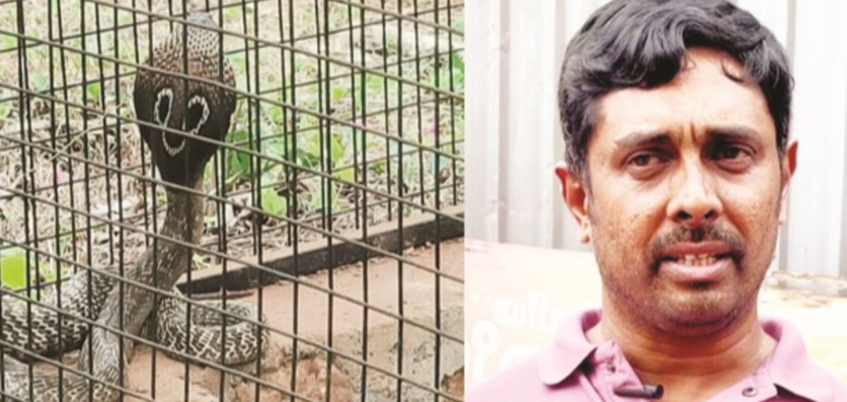 മൂര്‍ഖന്‍ പാമ്പിന്റെ കടിയേറ്റ വണ്ടൂരിലെ കെ ടി ഫിറോസ് ബാബുവിന് പുതുജീവന്‍