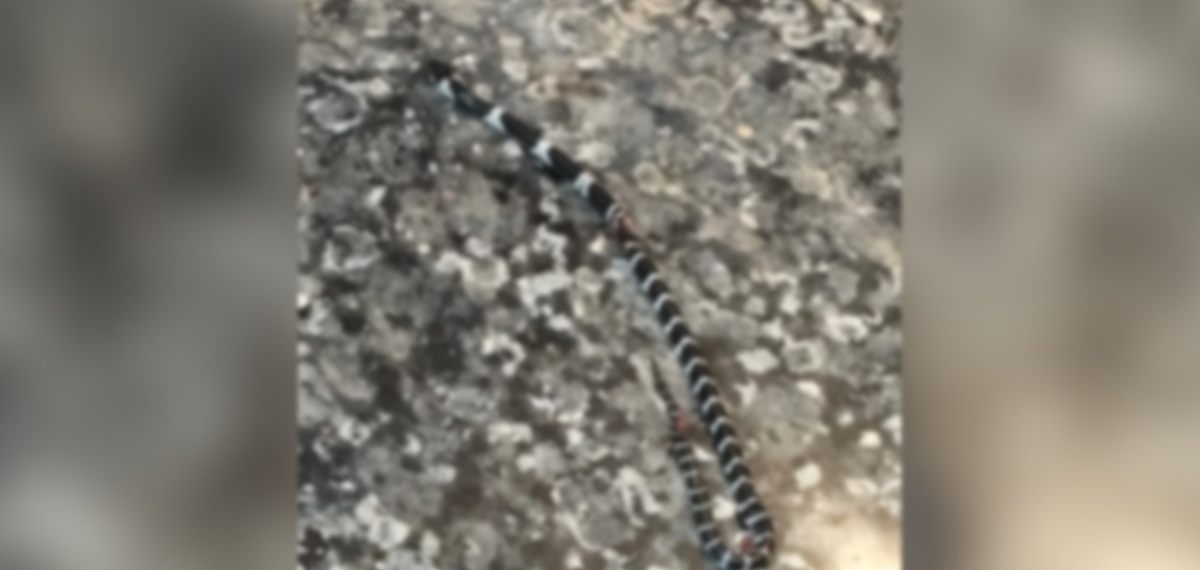 കോടാലിയില്‍ പാമ്പുകടിയേറ്റ് കുട്ടി മരിച്ച സംഭവം; വീട്ടിലെ കിടപ്പുമുറിയില്‍ വീണ്ടും പാമ്പ്