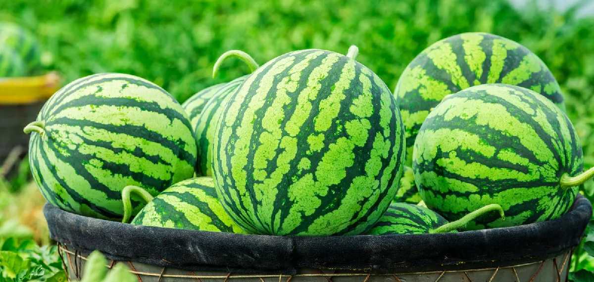 watermelon is natural or not