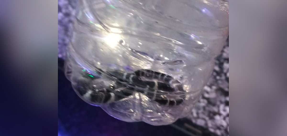 കോടാലിയിൽ 8 വയസുകാരൻ പാമ്പുകടിയേറ്റ് മരിച്ച സംഭവം: വീട്ടിൽ വീണ്ടും പാമ്പ്; കണ്ടെത്തുന്നത് നാലാമത്തെ പാമ്പിനെ