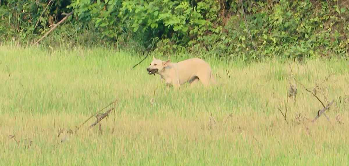 മുണ്ടത്തിക്കോട് സ്‌ഫോടനം; ഇന്നും ശരീരഭാഗങ്ങള്‍ ലഭിച്ചു, കണ്ടെത്തിയത് തെരുവുനായ ഭക്ഷിക്കുന്ന നിലയില്‍