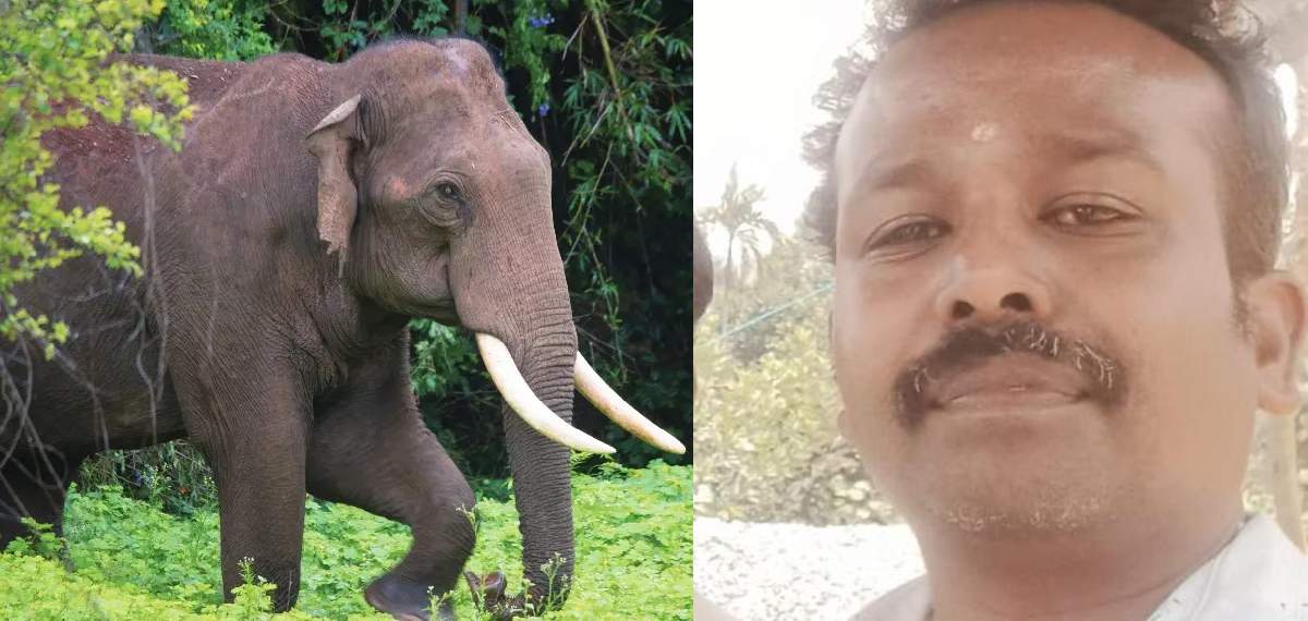 നീലഗിരി ഗൂഡല്ലൂരില്‍ കാട്ടാനയുടെ ആക്രമണത്തില്‍ മധ്യവയസ്‌കന്‍ മരിച്ചു