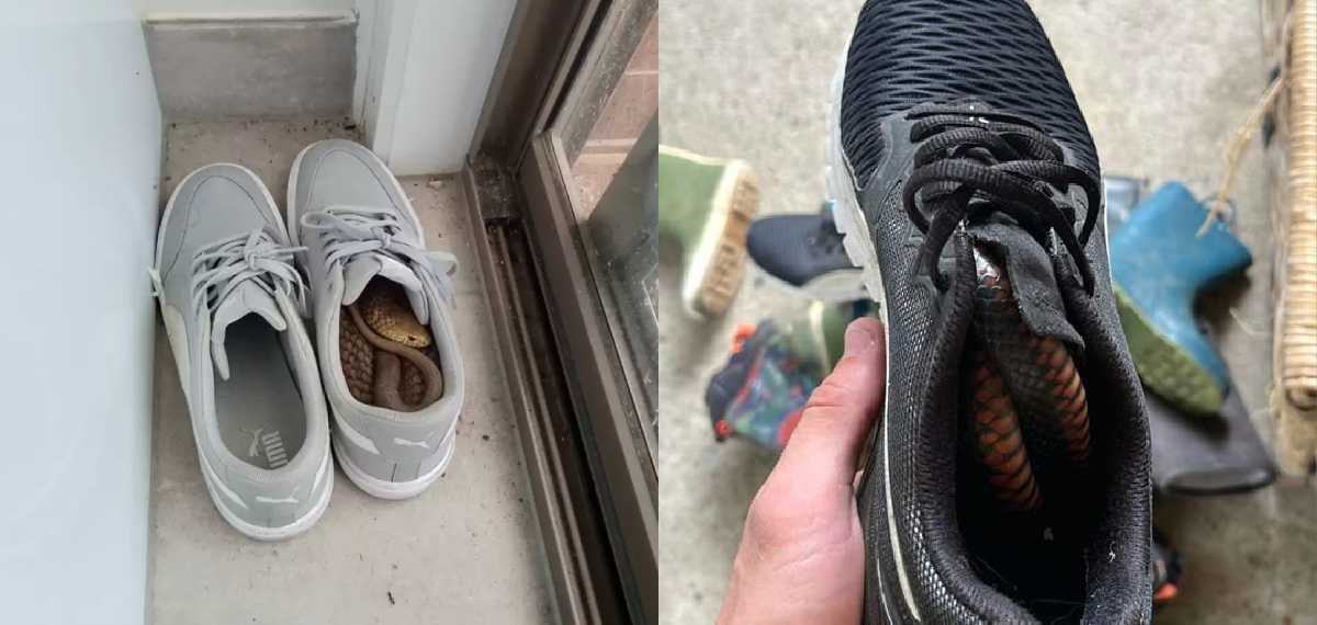 snake in shoes