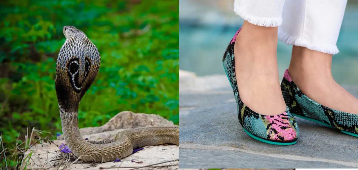 snake in shoes