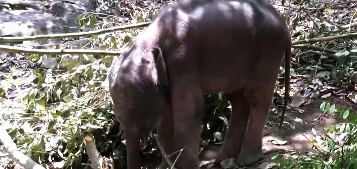 അട്ടപ്പാടിയില്‍ അമ്മയാന ഉപേക്ഷിച്ച കുട്ടിയാന ചരിഞ്ഞു; അന്ത്യം ധോണിയിൽ ചികിത്സയിലിരിക്കെ