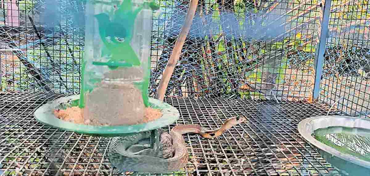 അകത്താക്കിയത് ഏഴ് ലൗ ബേര്‍ഡ്‌സിനെ; പക്ഷിക്കൂട്ടില്‍ 'സുഖവസിച്ച' മൂര്‍ഖനെ പിടികൂടി