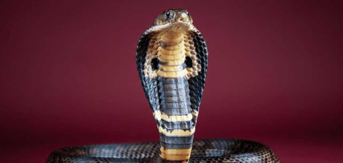 king cobra