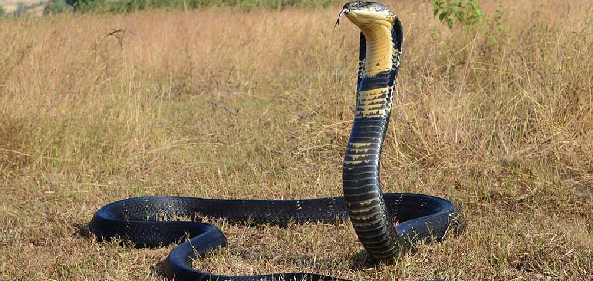 king cobra photo