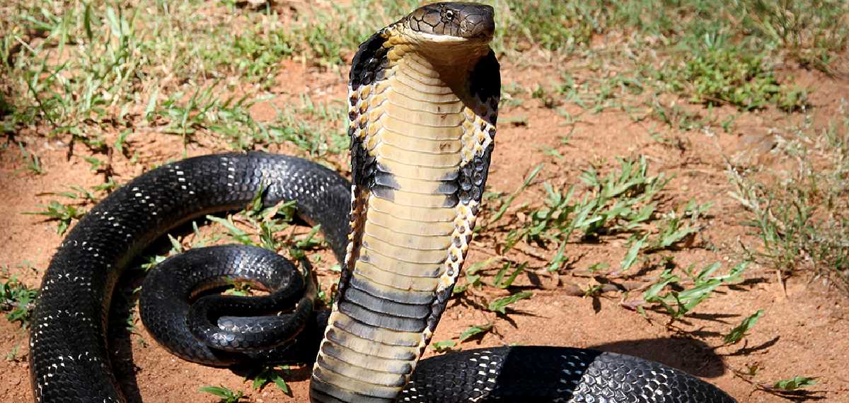 രാജവെമ്പാലയെ രാജാവ് എന്ന് വിളിക്കുന്നത് എന്തുകൊണ്ട് ; ഇതാ അവയെക്കുറിച്ച് ചില രഹസ്യങ്ങള്‍
