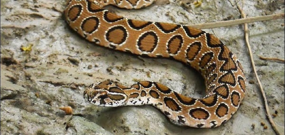 ആലപ്പുഴയില്‍ അധ്യാപികയ്ക്ക് അണലിയുടെ കടിയേറ്റു