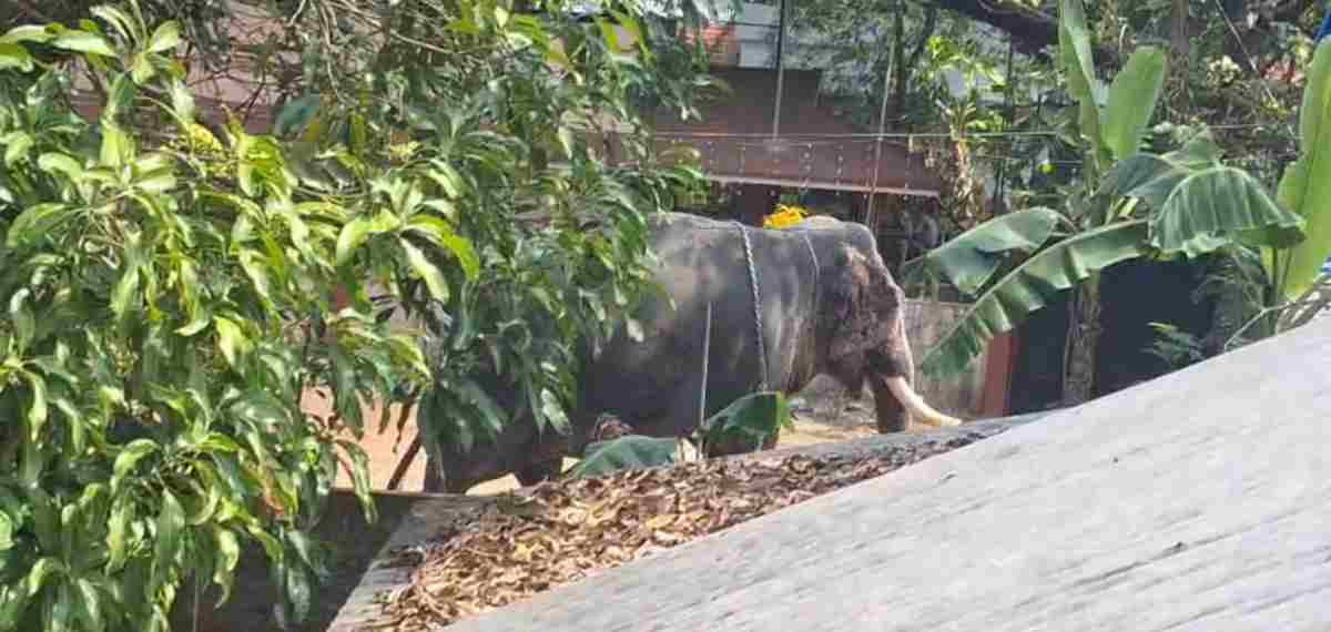 വിരണ്ടോടിയ ആനയുടെ ചവിട്ടേറ്റ് ഒരാള്‍ക്ക് ദാരുണാന്ത്യം; രണ്ടാം പാപ്പാന് ഗുരുതര പരിക്ക്