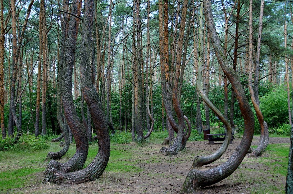 Poland's Crooked Forest 